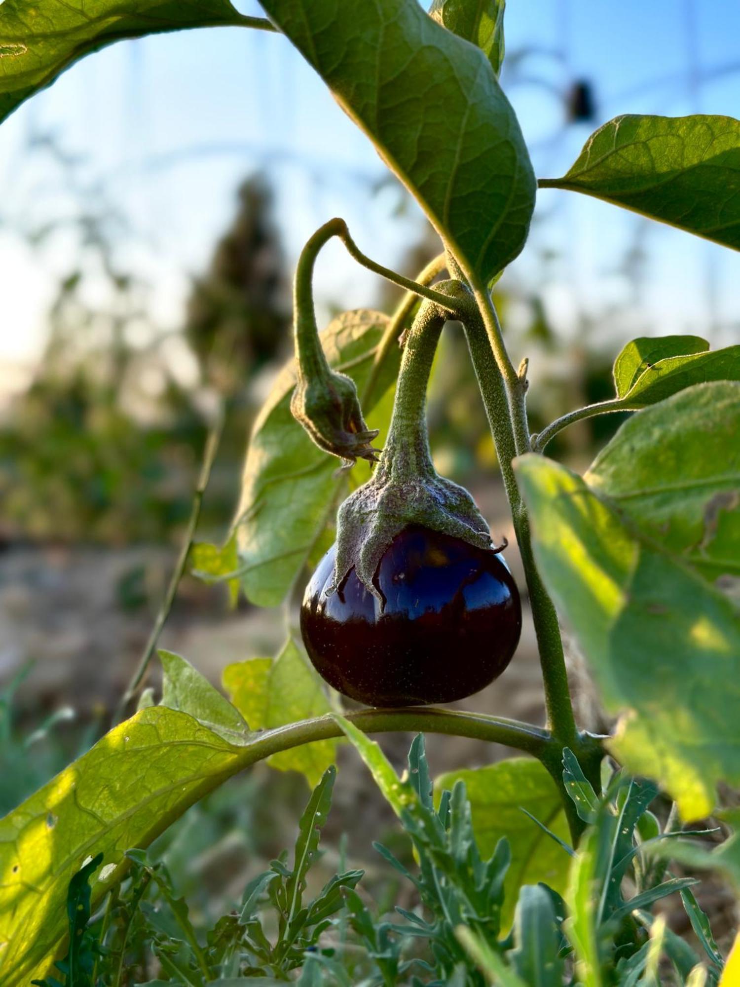 Tenuta Di Paternostro Vetralla Bagian luar foto